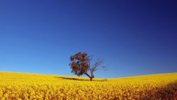 canola field